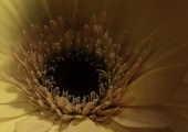 5b-Gerbera-6A4B8084-voor-14-januari-2025