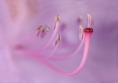 Egbert-Beuving-Rhododendron