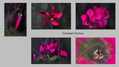 Egbert_Beuving-Cyclaam-Cyclus
